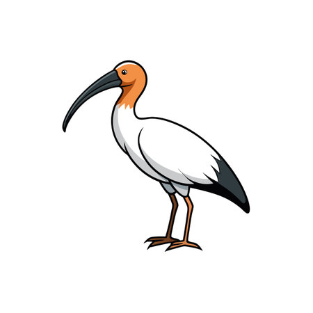 Cartoon style white ibis bird illustration standing profile viewのイラスト素材