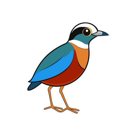 Colorful Pitta bird illustration with cartoonish style isolated on whiteのイラスト素材