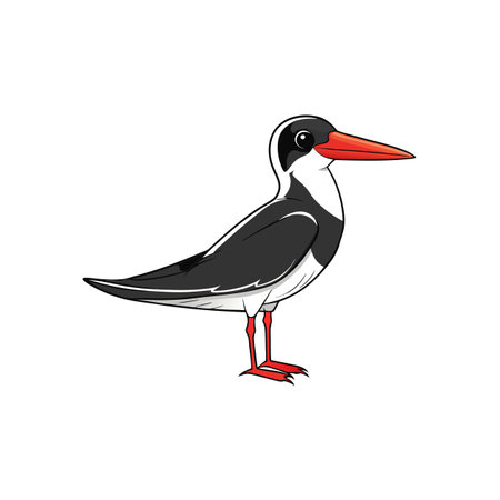 Cartoon illustration of a black skimmer bird in profileのイラスト素材