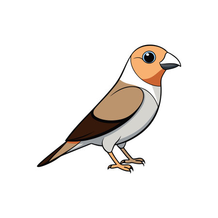 Cartoon Java Sparrow illustration on white background, vector formatのイラスト素材
