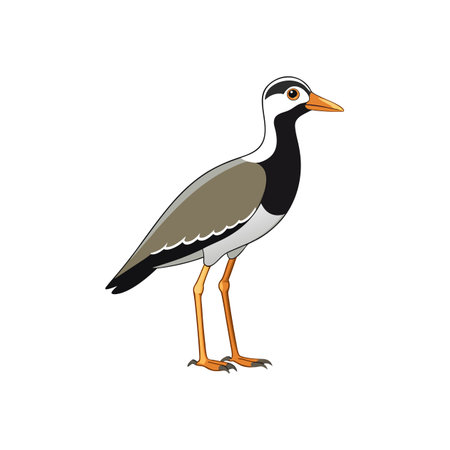 Isolated cartoon image of a Masked Lapwing birdのイラスト素材