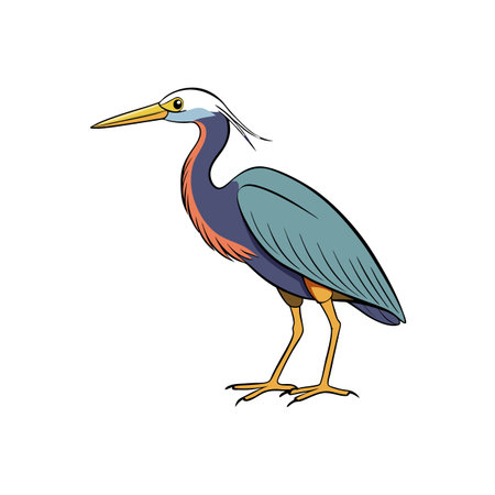 Illustrated tricolored heron standing on white background graphic illustrationのイラスト素材