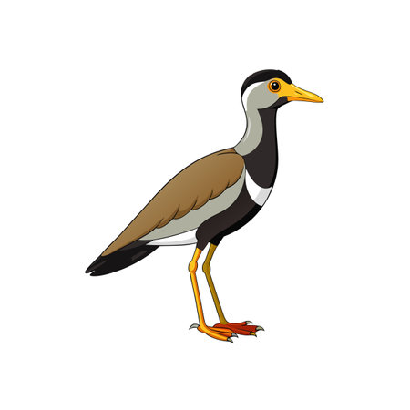 Cartoon depiction of a colorful red wattled lapwing birdのイラスト素材
