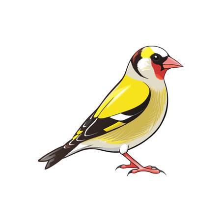 Illustration of a goldfinch bird on a white backgroundのイラスト素材