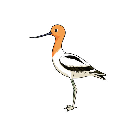 Cartoon illustration of American Avocet with long curved billのイラスト素材