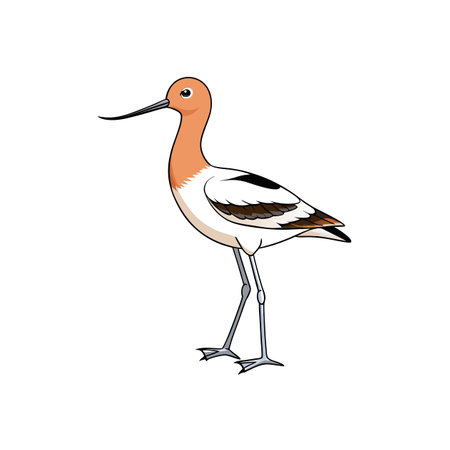 Cartoon American Avocet illustration in vector on white backgroundのイラスト素材