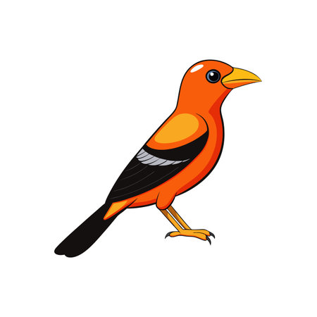 Cartoon illustration of an orange and black Oriole birdのイラスト素材