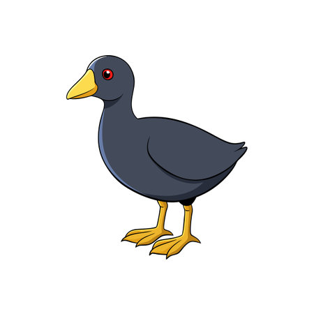 Cartoon coot illustration with black feathers and yellow beakのイラスト素材