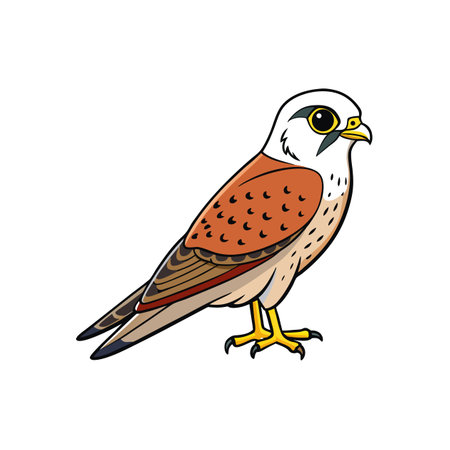 Stylized American Kestrel bird illustration on white background studio shotのイラスト素材