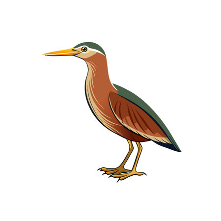 Illustration of a heron bird with a long beakのイラスト素材