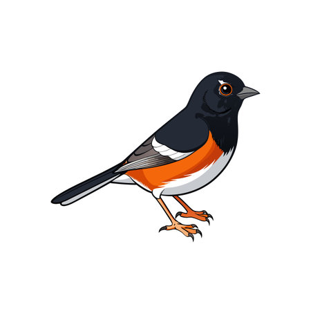 Illustrated eastern towhee bird with black orange and white colorsのイラスト素材