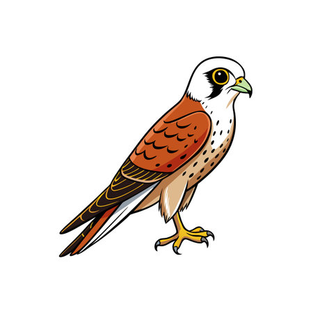 American kestrel colorful illustration with bold outline on whiteのイラスト素材