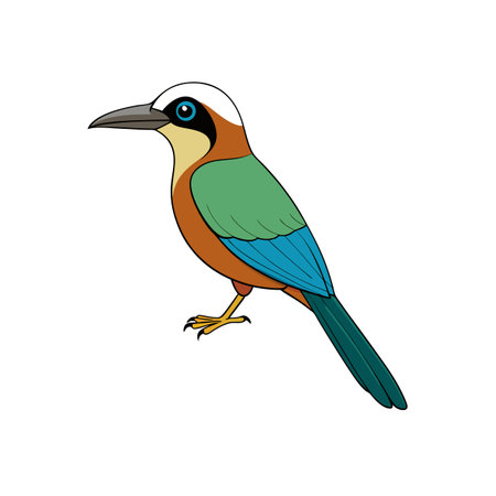 Colorful cartoon illustration of a motmot bird on whiteのイラスト素材