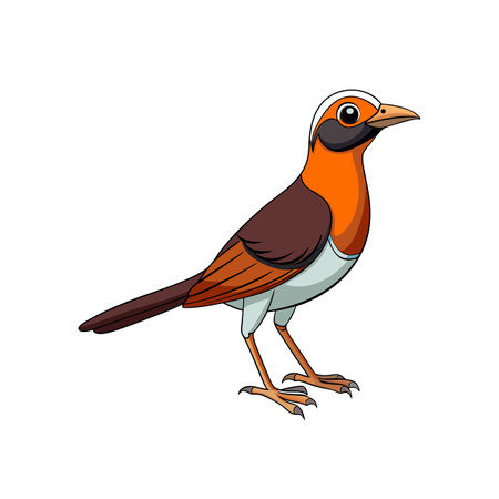 Illustration of an isolated orange bird standing on whiteのイラスト素材
