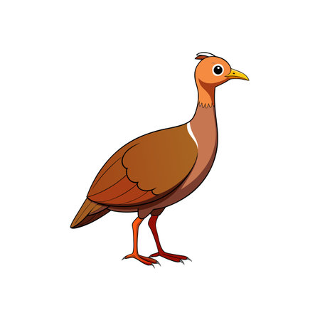 Cartoon Galliformes Bird Illustration Standing Isolated on White Backgroundのイラスト素材