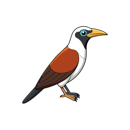 Cartoon illustration of a colorful White-browed Woodswallow birdのイラスト素材
