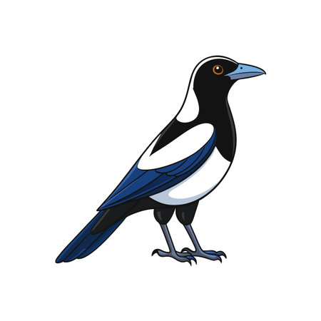 Cartoon magpie bird vector illustration, white background, full bodyのイラスト素材
