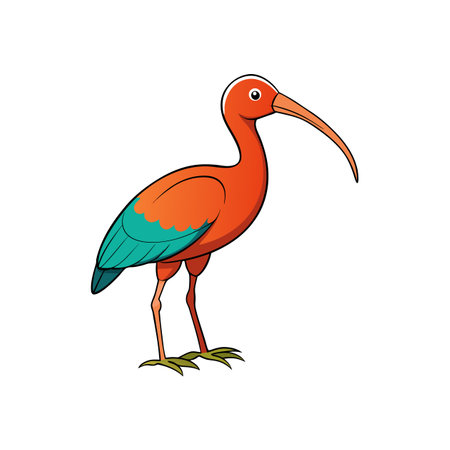 Cute Ibis Bird Cartoon Illustration on White Backgroundのイラスト素材
