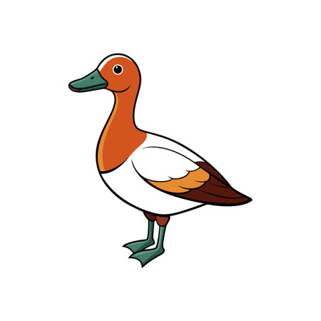Cartoon duck with brown and white feathers illustrationのイラスト素材