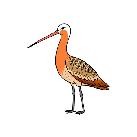 Elegant isolated godwit illustration with detailed feather texture design