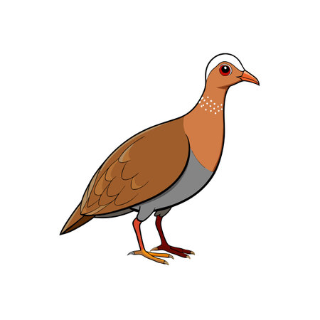 Cartoon partridge vector illustration in a standing posture isolatedのイラスト素材