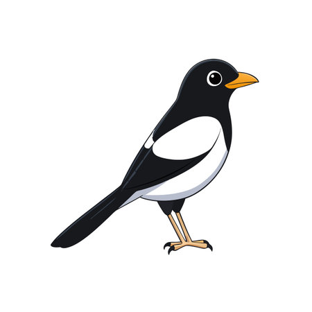 Cartoon style illustration of a magpie bird isolatedのイラスト素材