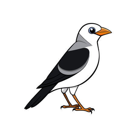 Cartoon illustration of a black and white magpie birdのイラスト素材