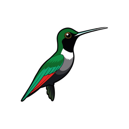 Colorful hummingbird vector illustration on a clean white backgroundのイラスト素材