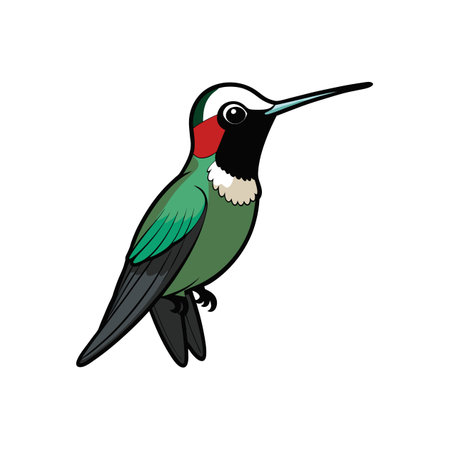 Cartoon Ruby-throated Hummingbird Illustration on a White Backgroundのイラスト素材