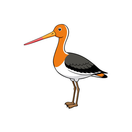Cartoon-style godwit illustration of a standing bird with long beakのイラスト素材