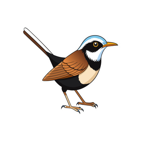Cartoon Rufous Whistler bird illustration on a white backgroundのイラスト素材