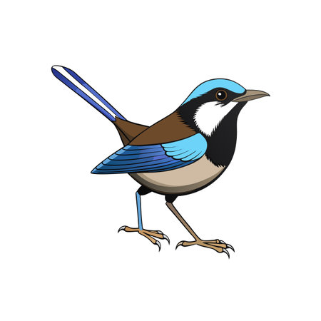 Cartoon Superb Fairy-wren Illustration on White Background, Stock Imageのイラスト素材