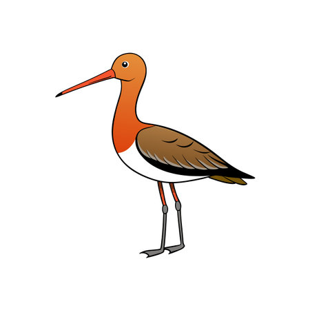 Cartoon Illustration of a Standing Black-Tailed Godwit Birdのイラスト素材