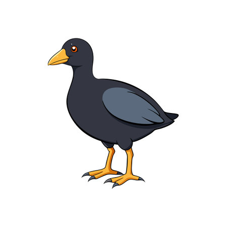 Cartoon black moorhen with orange beak and feet illustrationのイラスト素材