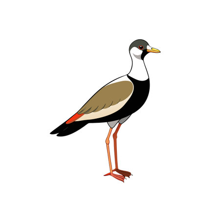 Cartoon spur-winged lapwing illustration standing tall with sleek designのイラスト素材