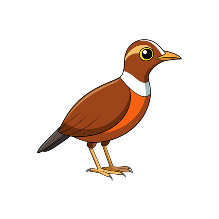 Cartoon illustration of a cute quail bird standingのイラスト素材
