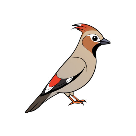 Colorful bohemian waxwing illustration on solid white backgroundのイラスト素材