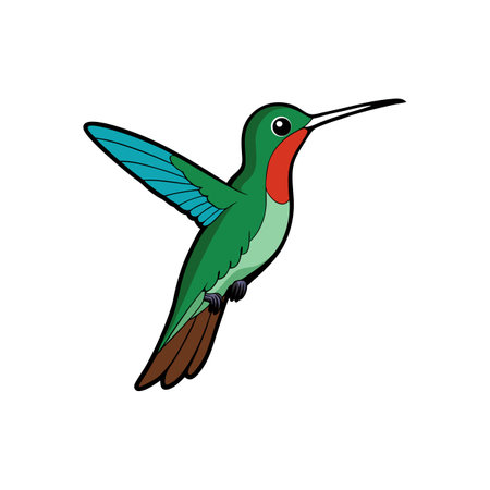 Hummingbird vector illustration with outstretched wings on white backgroundのイラスト素材