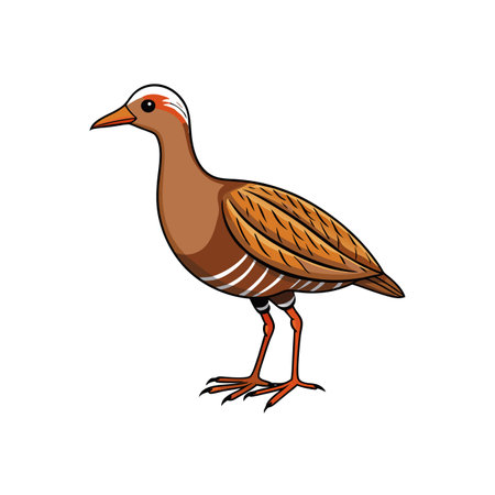 Detailed illustration of a brown rail bird standing uprightのイラスト素材
