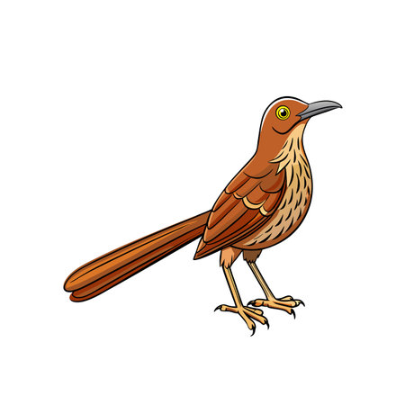 Detailed cartoon illustration of a brown Thrasher birdのイラスト素材
