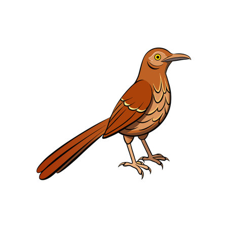 Isolated Cartoon Brown Thrasher Bird Perched Stance Illustration Graphicのイラスト素材