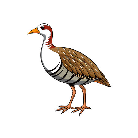 Cartoon illustration of a standing Grey-throated Rail birdのイラスト素材