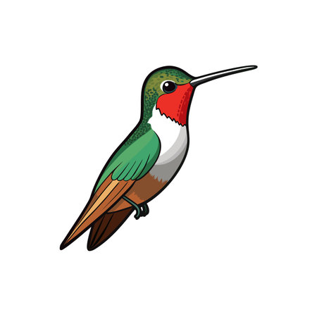 Stylized Rufous Hummingbird Bird Illustration on a White Backgroundのイラスト素材