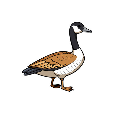 Stylized Canada Goose Illustration isolated on white background designのイラスト素材