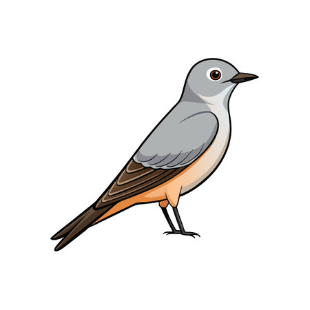 Eastern Phoebe bird illustration on a white backgroundのイラスト素材