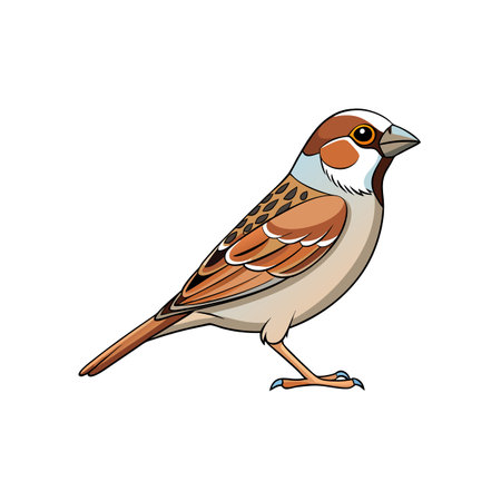 Isolated illustration of a brown sparrow on white backgroundのイラスト素材