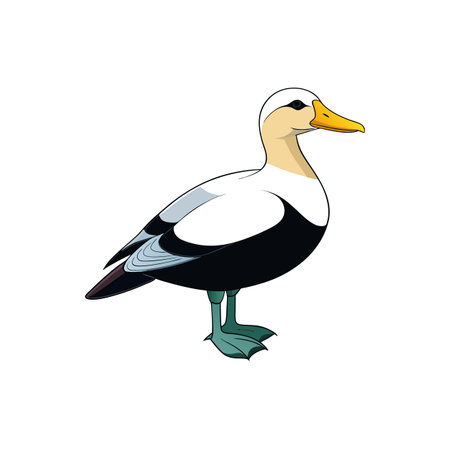 Stylized illustration of a male Common Eider duck isolatedのイラスト素材