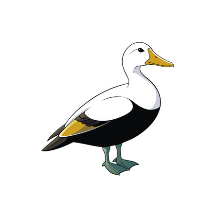 Detailed cartoon illustration of a male Common Eider duckのイラスト素材
