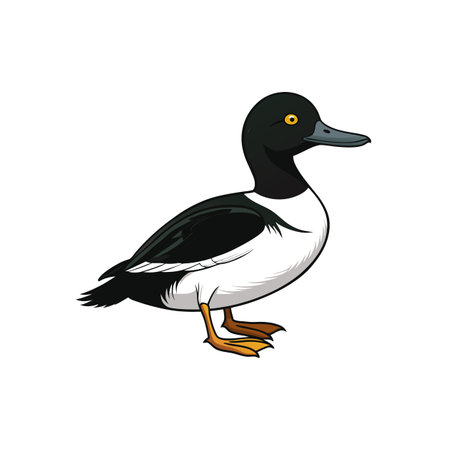 Isolated cartoon illustration of ring necked duck in vectorのイラスト素材
