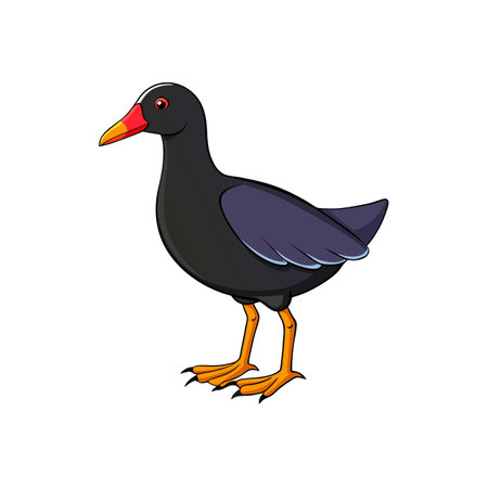 Cartoon style moorhen standing isolated against white backgroundのイラスト素材